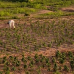 Olam Agri Commits Over $4 Million to Sustainable Social Investment in Nigeria