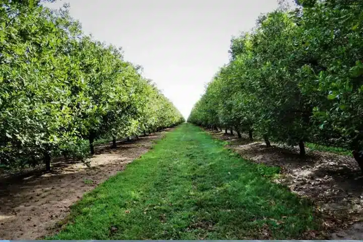 Macadamia Nut Farming Boosts Kenya’s Position as Top Exporter, AGRA Report