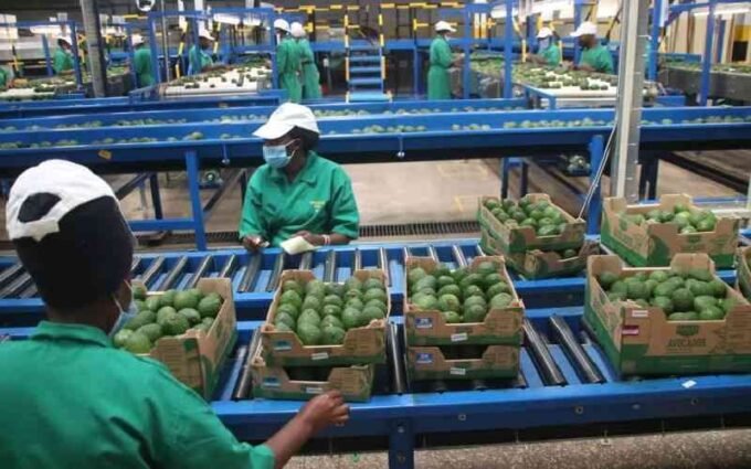 Kakuzi Announces Sh100 Million Investment Plan for 2025