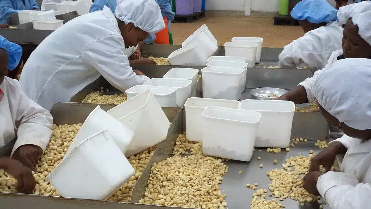 Privamnuts Secures Sh387 Million Funding for Expansion and Sustainability Initiatives