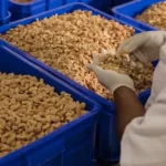 Tanzania Launches Cashew Sales on New Commodities Exchange to Boost Sector
