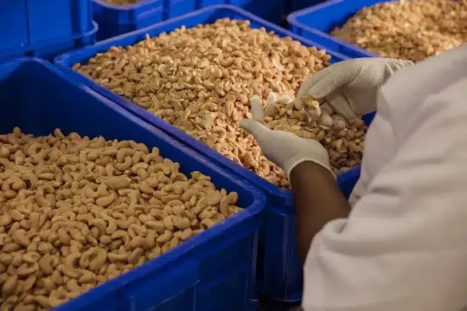 Tanzania Launches Cashew Sales on New Commodities Exchange to Boost Sector