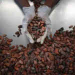 Cocoa Firms Invest Millions in Ghana to Prevent Further Losses