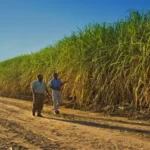 Sugar Cane Farmers to Reap Big from Firm’s Investment