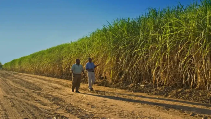 Sugar Cane Farmers to Reap Big from Firm’s Investment