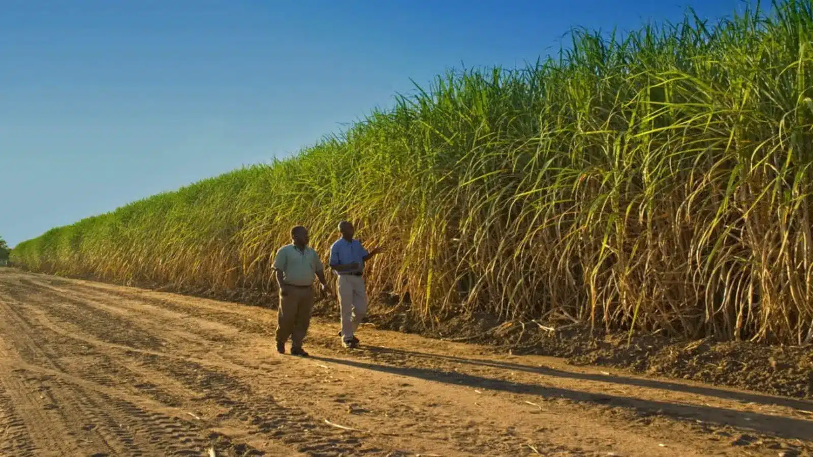 Sugar Cane Farmers to Reap Big from Firm’s Investment