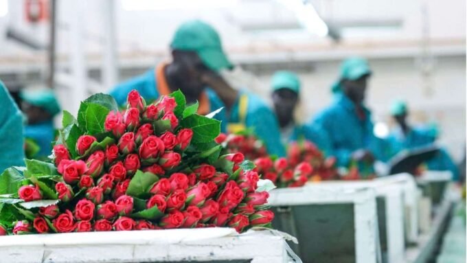 Kenya’s JKIA Crisis Hits Flower Exports