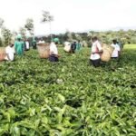 KTDA Focuses on Tea Quality as Weekly Auction Generates Sh1.6 Billion