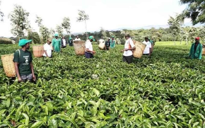 KTDA Focuses on Tea Quality as Weekly Auction Generates Sh1.6 Billion