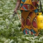 EU’s Tightened Pesticide and Pest Rules Halve Kenya’s Fresh Vegetable Exports