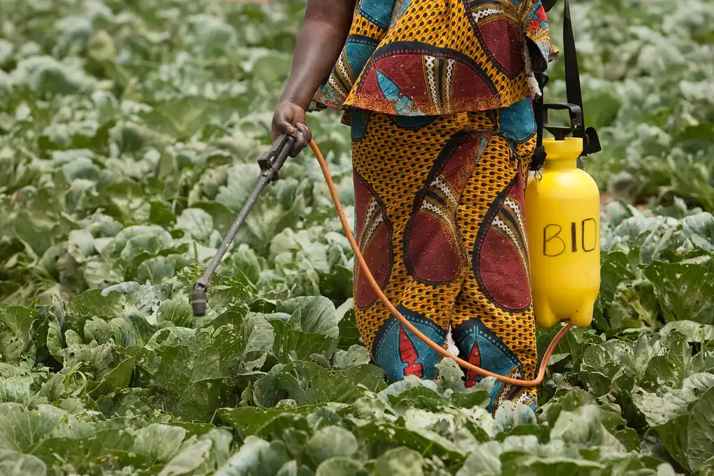 EU’s Tightened Pesticide and Pest Rules Halve Kenya’s Fresh Vegetable Exports