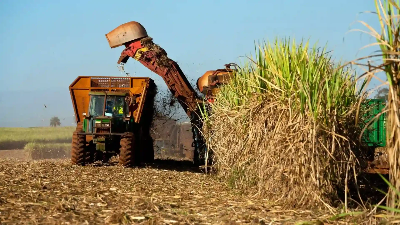 South African Sugar Industry Sounds Alarm: Imports Threaten Thousands of Jobs and Rural Livelihoods