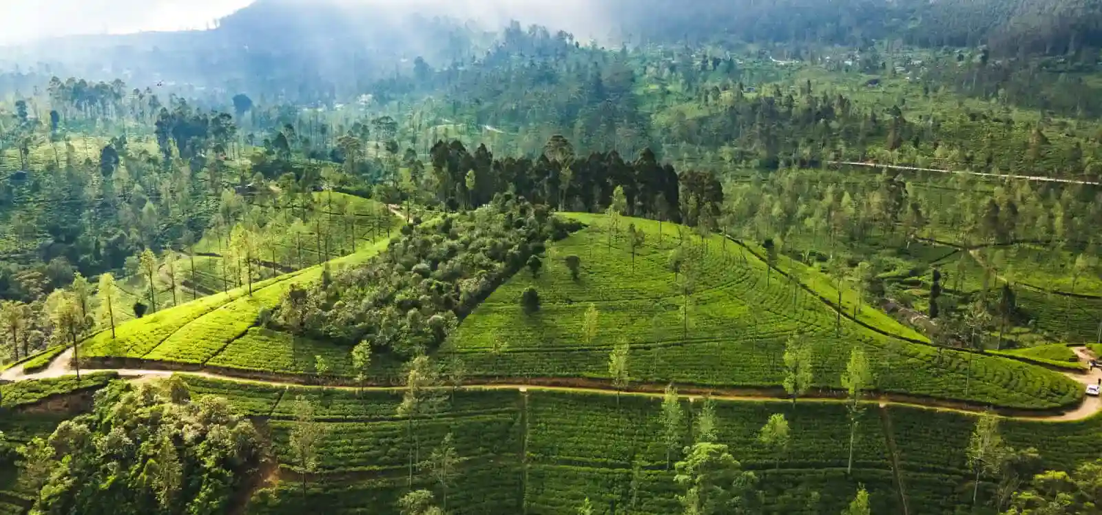 Browns Plantations Becomes World's Top Tea Producer With 100M kg Annual Output