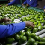 Nigeria Partners Kenya to Tap $23.29 Billion Global Avocado Market: Strategic Alliance Aims to Transform "Green Gold" Industry