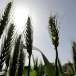 Global Wheat Prices Plummet to Five-Year Low as Russian Exports Surge and Supply Glut Intensifies