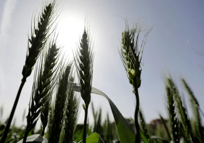 Global Wheat Prices Plummet to Five-Year Low as Russian Exports Surge and Supply Glut Intensifies