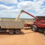 Kenya's Galana Kulalu Project Delivers First Maize Harvest, Marking Turning Point in National Food Security Strategy