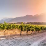 BII and FirstRand Launch Groundbreaking $150 Million Transition Finance Facility to Accelerate African Decarbonisation