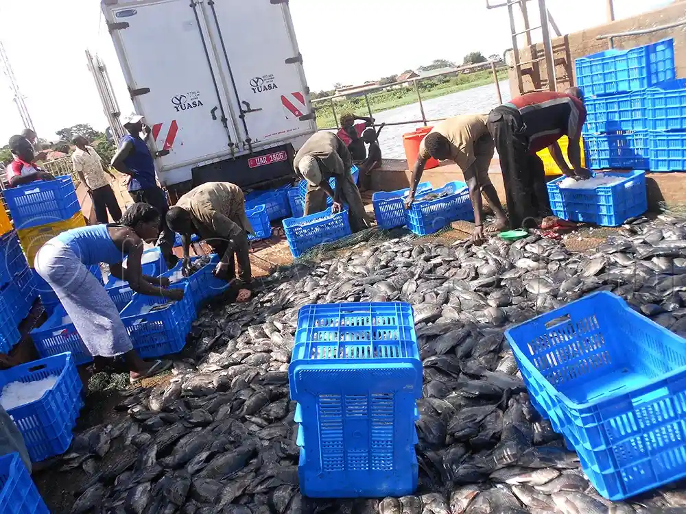 Fisheries Revolution: AfDB's $9.2 Million Blue Economy Programme Drives Cross-Border Trade and Resilience for Three Million People in Southern Africa