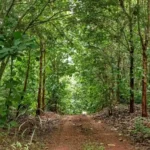 Trafigura-Backed Woodland Restoration Initiative Targets $1 Billion Investment Across Four African Nations